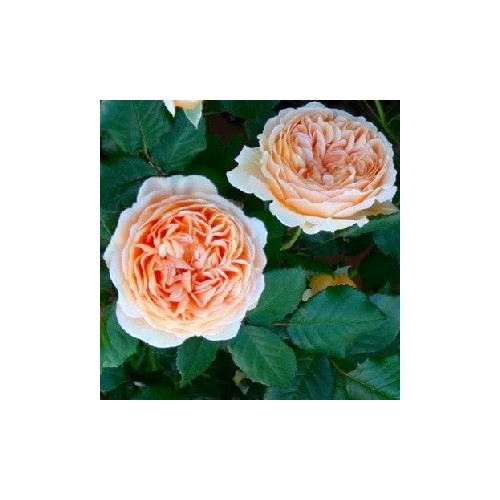 Rose Crown Princess Margareta - Engelsk Slyngrose