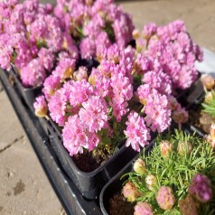 Engelsk Græs - Armeria juniperifolia