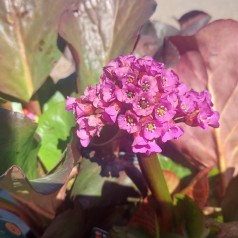 Kæmpestenbræk Vinterglöd - Bergenia hybrid Winterglöd