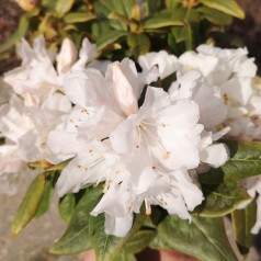 Dværg Rhododendron Dora Amateis 25-40 cm.