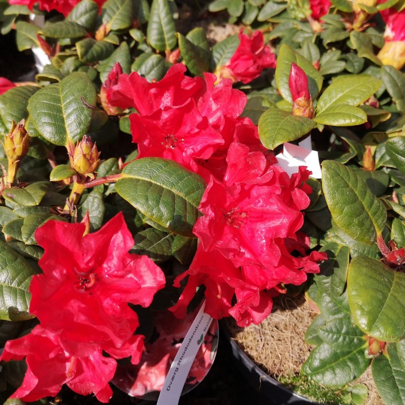 Dværg Rhododendron Scarlet Wonder 20-40 cm.