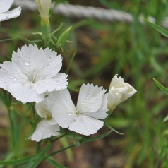 Bakkenellike Albus - Dianthus deltoides Albus