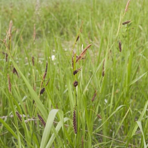 Blågrøn Star - Carex flacca