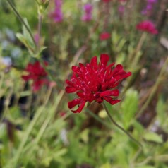 Blåhat Red Knight - Knautia macedonica Red Knight