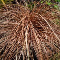 Brun Star - Carex buchananii