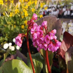 Kæmpestenbræk Vinterglöd - Bergenia hybrid Vinterglöd