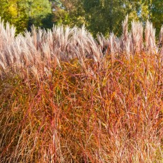 Regnbuegræs Sirocco -...