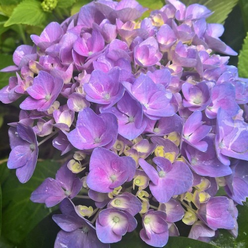 Hortensia Elisa - Hydrangea macrophylla Elisa