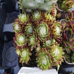 Spindelvævshusløg - Sempervivum arachnoideum