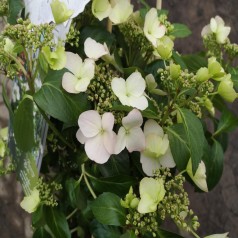 Hortensia Runaway Bride 25-50 cm. - Hydrangea macrophylla Runaway Bride