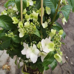 Hortensia Runaway Bride 25-50 cm. - Hydrangea macrophylla Runaway Bride