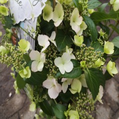 Hortensia Runaway Bride - Hydrangea macrophylla Runaway Bride