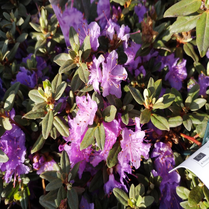 Dværg Rhododendron Ramapo