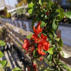 Japankvæde Crimson and Gold - Chaenomeles superba Crimson and Gold