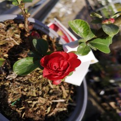 Japankvæde Scarlet Storm - Chaenomeles speciosa Scarlet Storm