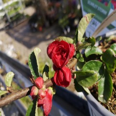 Japankvæde Scarlet Storm - Chaenomeles speciosa Scarlet Storm