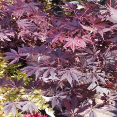 Japansk Ahorn Black Lace - Acer palmatum Black Lace