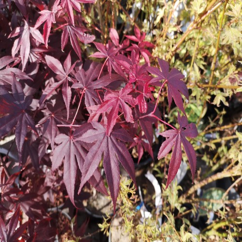 Japansk Ahorn Bloodgood - Acer palmatum Bloodgood