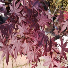 Japansk Ahorn Bloodgood 40-60 cm. - Acer palmatum Bloodgood