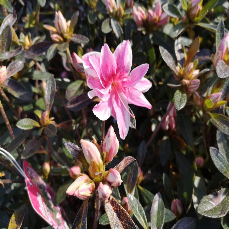 Person med ansvar for sportsspil sejle flydende Japansk Azalea Melle - Rhododendron Melle