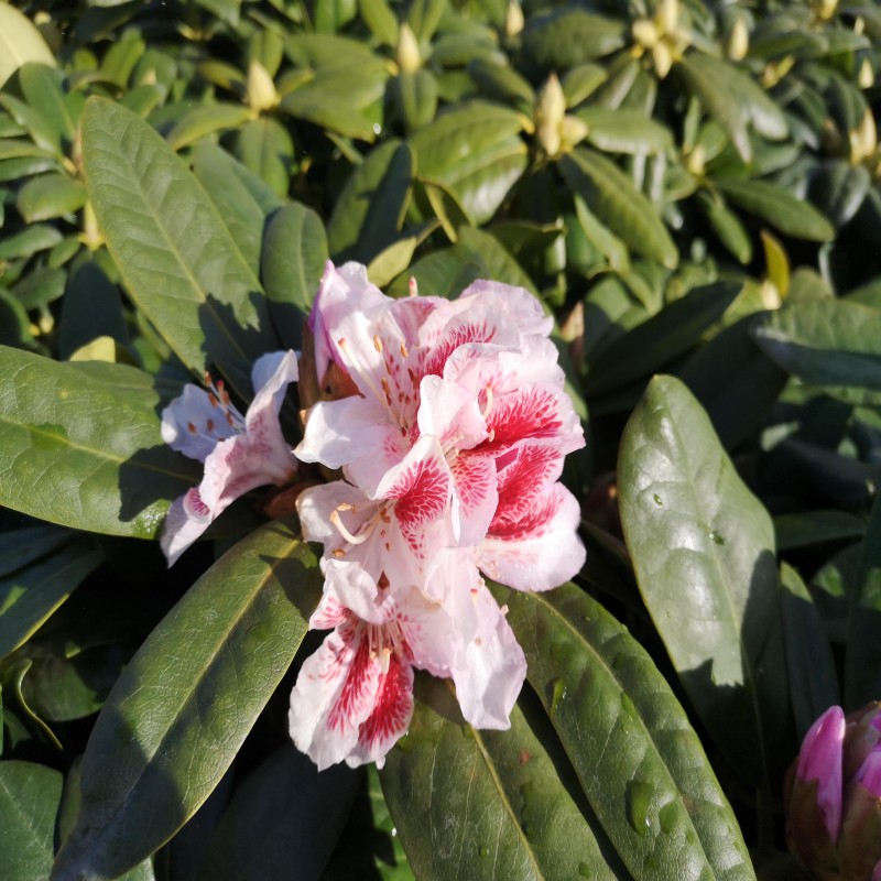 Rhododendron hybrid Belami