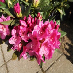 Rhododendron hybrid Cosmopolitan