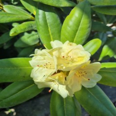 Rhododendron yakushimanum Bohlkens Laura
