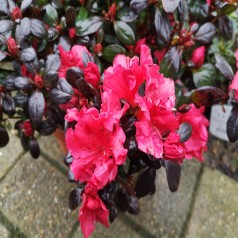 Japansk Azalea Johanna - Rhododendron Johanna