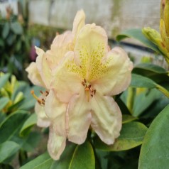 Rhododendron hybrid Belkanto