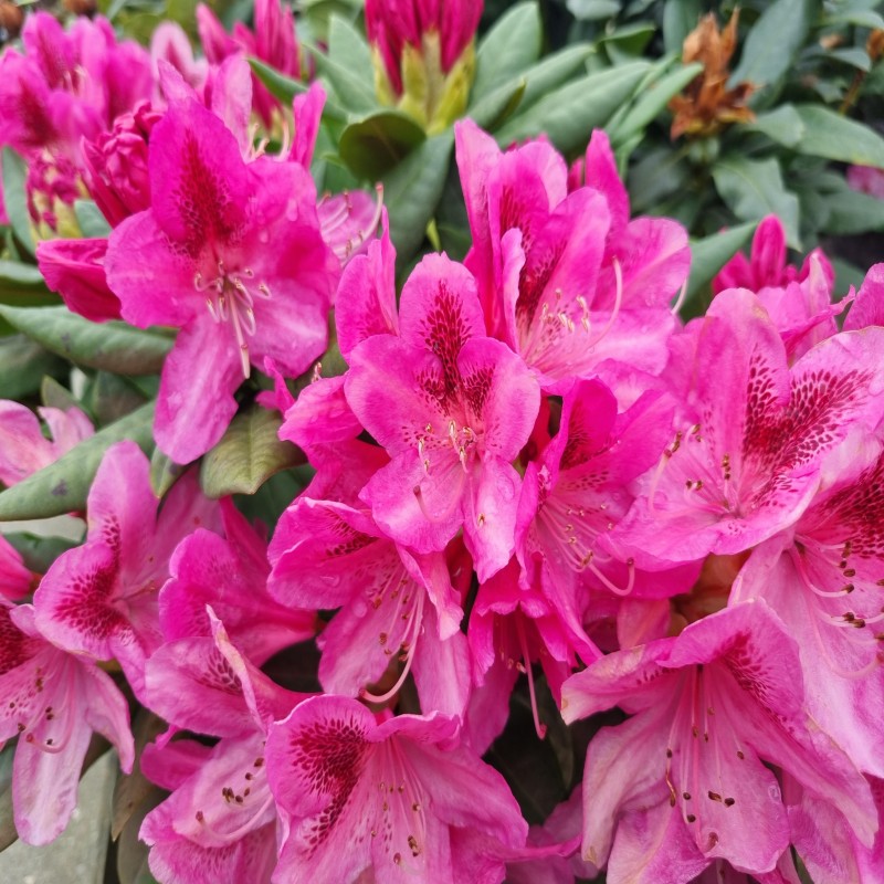 Rhododendron hybrid Cosmopolitan