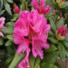 Rhododendron hybrid Cosmopolitan 30-50 cm.