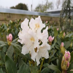 Rhododendron hybrid Cunninghams White