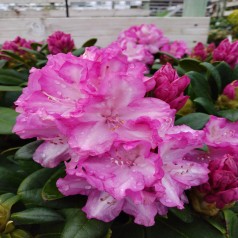 Rhododendron Yakushimanum Blurettia 25-40 cm.