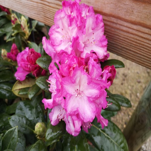 Rhododendron Yakushimanum Blurettia