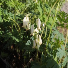 Småhjerte Aurora - Dicentra formosa Aurora