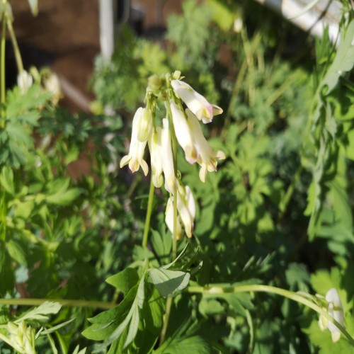 Småhjerte Aurora - Dicentra formosa Aurora