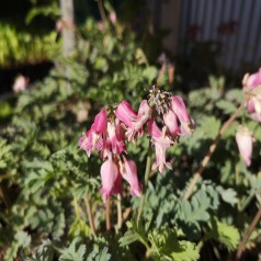 Småhjerte Luxuriant - Dicentra formosa Luxuriant