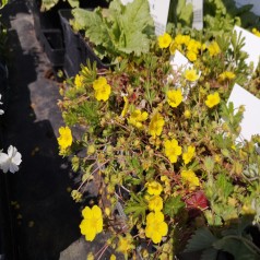 Vårpotentil - Potentilla neumanniana