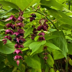 Fasanbusk - Leycesteria formosa