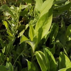 Bjerg-Knopurt - Centaurea montana