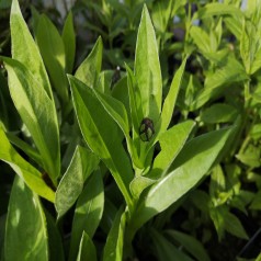 Bjerg-Knopurt Alba - Centaurea montana Alba