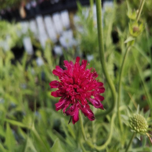 Blåhat Red Knight - Knautia macedonica Red Knight