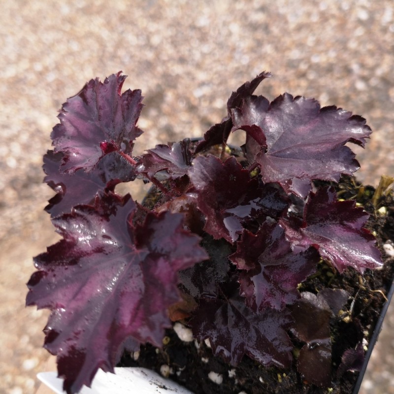 Alunrod Frosted Violet - Heuchera hybrid Frosted Violet