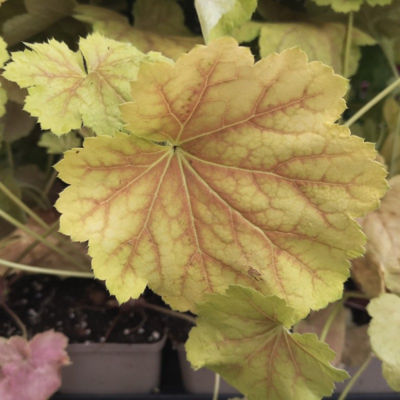 Alunrod Tiramisu - Heuchera hybrid Tiramisu