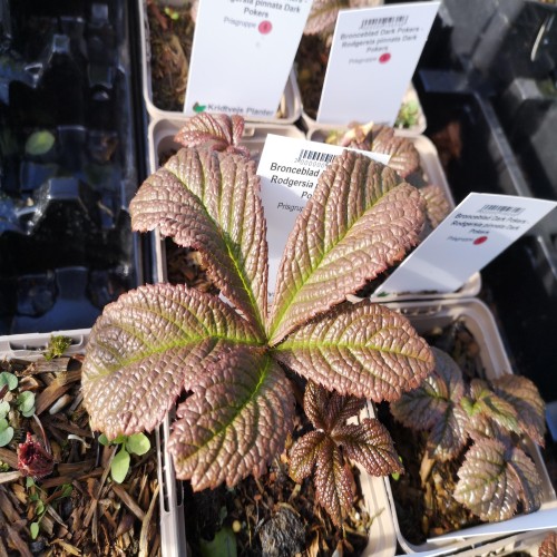 Bronceblad Dark Pokers - Rodgersia pinnata Dark Pokers