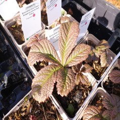 Bronceblad Dark Pokers - Rodgersia pinnata Dark Pokers