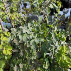 Frøstjerne Gul - Thalictrum sphaerostachyum