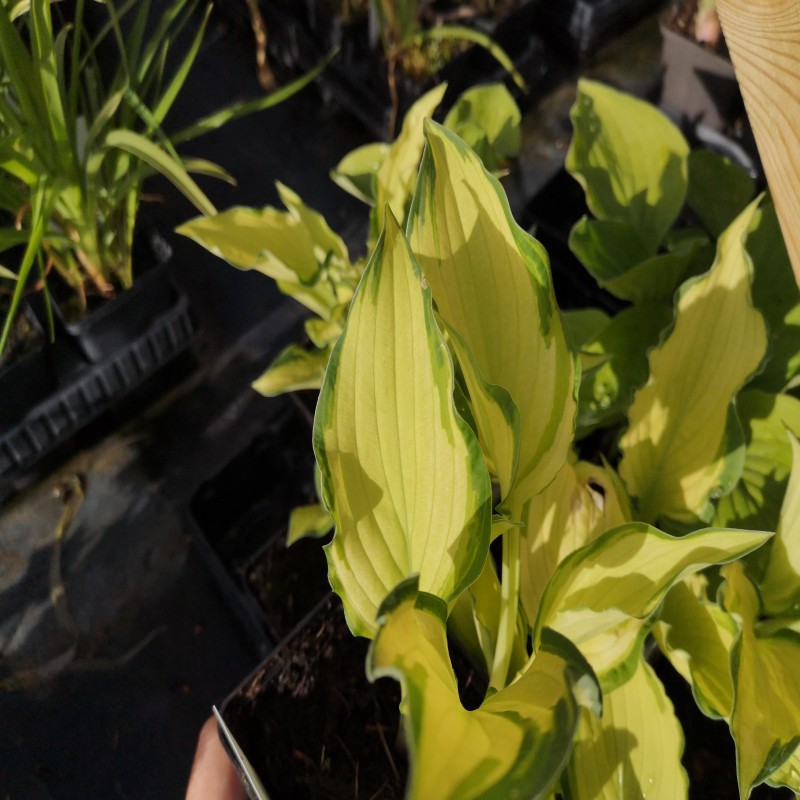 Hosta fortunei Albopicta / Funkia