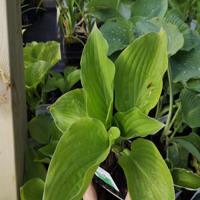 Hosta hybrid August Moon / Funkia