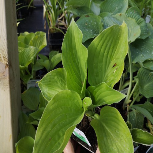 Hosta hybrid August Moon / Funkia